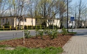 Nowe nasadzenia w Łagiewnikach  (7)