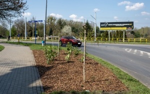 Nowe nasadzenia w Łagiewnikach  (8)