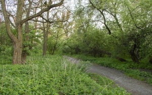 Dżońcio Park w Rozbarku (5)