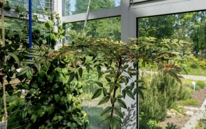 Arboretum przy ul. Tarnogórskiej (5)