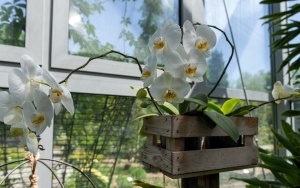 Arboretum przy ul. Tarnogórskiej (6)
