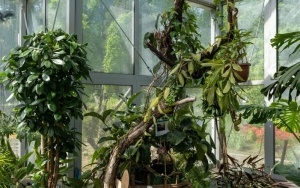 Arboretum przy ul. Tarnogórskiej (7)