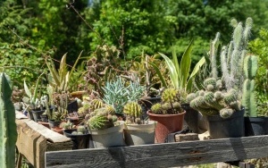 Arboretum przy ul. Tarnogórskiej (2)