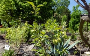 Arboretum przy ul. Tarnogórskiej (3)
