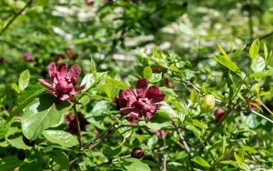 Arboretum przy ul. Tarnogórskiej (2)