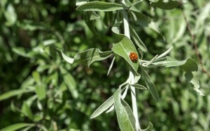 Arboretum przy ul. Tarnogórskiej (3)