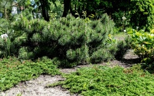Arboretum przy ul. Tarnogórskiej (5)