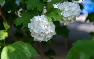 Arboretum przy ul. Tarnogórskiej (6)