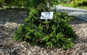 Arboretum przy ul. Tarnogórskiej (7)