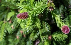 Arboretum przy ul. Tarnogórskiej (8)