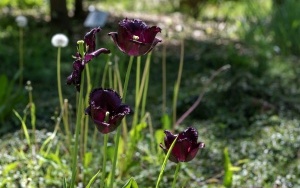 Arboretum przy ul. Tarnogórskiej (9)