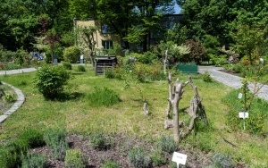 Arboretum przy ul. Tarnogórskiej (10)