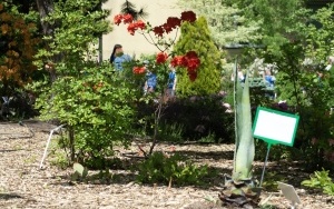 Arboretum przy ul. Tarnogórskiej (12)