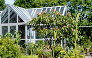 Arboretum przy ul. Tarnogórskiej (13)