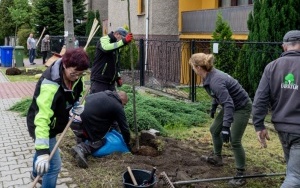  76 nowych drzew do końca maja nasadzimy w Bytomiu (2)