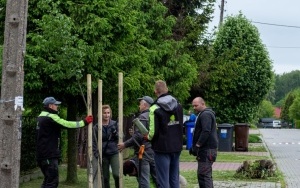  76 nowych drzew do końca maja nasadzimy w Bytomiu (3)