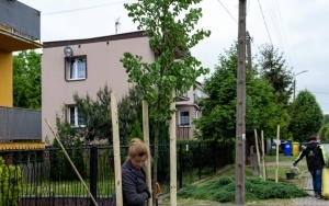 76 nowych drzew do końca maja nasadzimy w Bytomiu (4)
