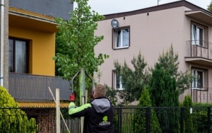  76 nowych drzew do końca maja nasadzimy w Bytomiu (5)