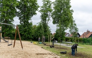  76 nowych drzew do końca maja nasadzimy w Bytomiu (13)