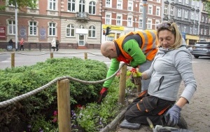 Kwitnące kwiaty pojawiły się na skwerach i klombach (4)