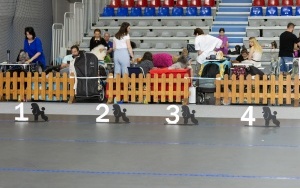 Międzynarodowa Wystawa Psów Rasowych (10)