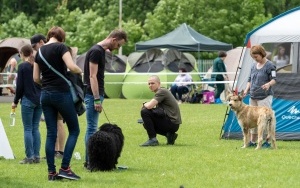 Międzynarodowa Wystawa Psów Rasowych (15)