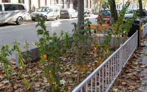 Zagospodarowanie ul. Mickiewicza (10)