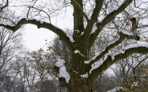Prace pielęgnacyjne platana w Parku Ludowym (2)