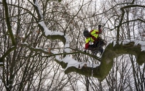 Prace pielęgnacyjne platana w Parku Ludowym (4)