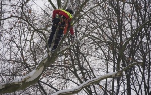 Prace pielęgnacyjne platana w Parku Ludowym (7)