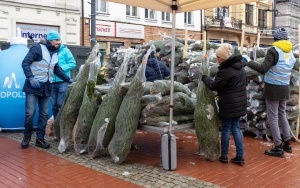 Choinki pod choinkę w Bytomiu (11)