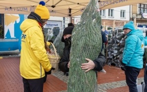 Choinki pod choinkę w Bytomiu (1)