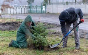 Sadzenie choinek zebranych podczas akcji Podaruj choince drugie życie (1)