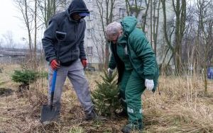 Sadzenie choinek zebranych podczas akcji Podaruj choince drugie życie (4)