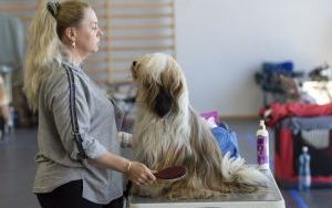 Czworonogi rywalizowały w Bytomiu (1)