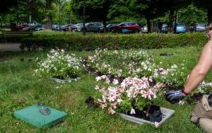 Nasadzenia kwiatów na skwerze przed Urzędem Miejskim w Bytomiu  (1)