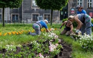 Nasadzenia kwiatów na skwerze przed Urzędem Miejskim w Bytomiu  (2)