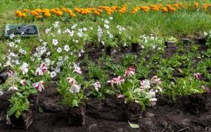 Nasadzenia kwiatów na skwerze przed Urzędem Miejskim w Bytomiu  (3)