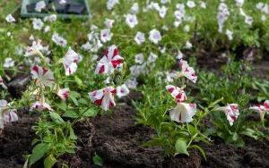 Nasadzenia kwiatów na skwerze przed Urzędem Miejskim w Bytomiu  (4)