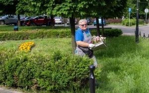 Nasadzenia kwiatów na skwerze przed Urzędem Miejskim w Bytomiu  (7)