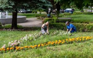 Nasadzenia kwiatów na skwerze przed Urzędem Miejskim w Bytomiu  (8)