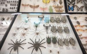 I Międzynarodowy Dzień Wymiany Owadów i Targi Entomologiczne (2)