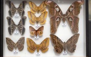 I Międzynarodowy Dzień Wymiany Owadów i Targi Entomologiczne (3)