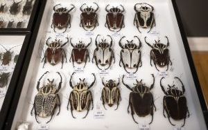 I Międzynarodowy Dzień Wymiany Owadów i Targi Entomologiczne (4)