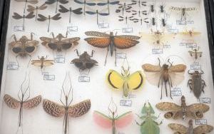 I Międzynarodowy Dzień Wymiany Owadów i Targi Entomologiczne (6)