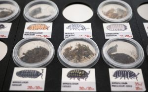 I Międzynarodowy Dzień Wymiany Owadów i Targi Entomologiczne (8)