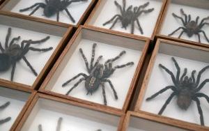 I Międzynarodowy Dzień Wymiany Owadów i Targi Entomologiczne (9)