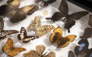 I Międzynarodowy Dzień Wymiany Owadów i Targi Entomologiczne (13)