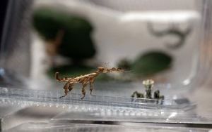 I Międzynarodowy Dzień Wymiany Owadów i Targi Entomologiczne (14)