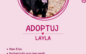 Nie kupuj. Adoptuj (10)